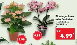 Kaufland Flamingoblume oder Orchidee Angebot