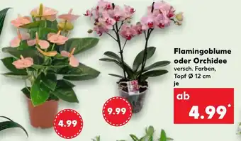 Kaufland Flamingoblume oder Orchidee Angebot