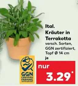 Kaufland Ital. Kräuter in Terrakotta Angebot
