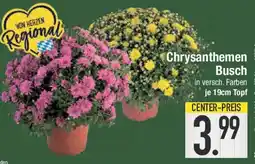 E-Center Chrysanthemen Busch Angebot