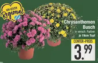 E-Center Chrysanthemen Busch Angebot