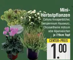 E-Center Mini- Herbstpflanzen Angebot