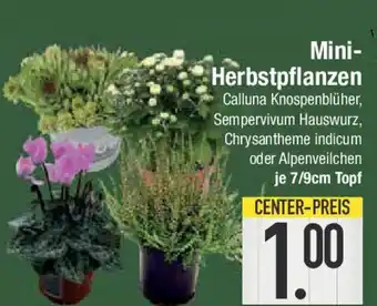 E-Center Mini- Herbstpflanzen Angebot