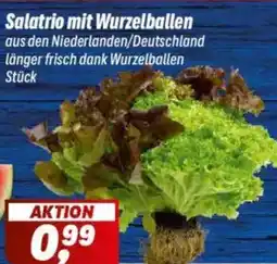 Simmel Salatrio mit Wurzelballen Angebot