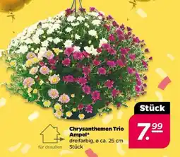 NETTO Chrysanthemen Trio Ampel Angebot