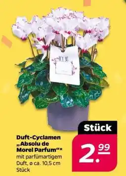 NETTO Duft-Cyclamen „Absolu de Morel Parfum“ Angebot