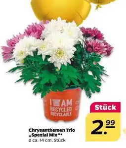 NETTO Chrysanthemen Trio „Spezial Mix“ Angebot