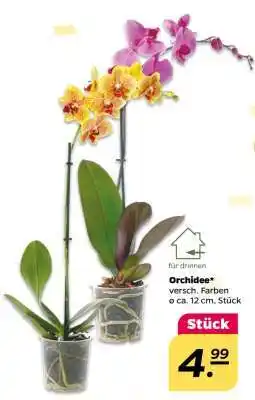 NETTO Orchidee Angebot