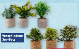 Aldi Nord Home Creation Künstliche Pflanzen Angebot