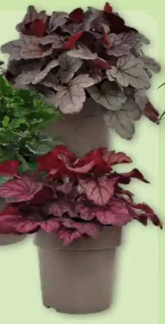 Aldi Nord Gardenline Heuchera Angebot