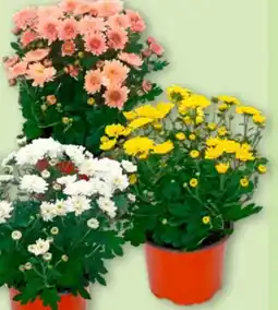 Aldi Nord Gardenline Chrysanthemen Angebot