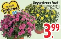 Edeka Chrysanthemen Busch Angebot