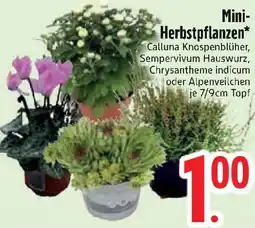 Edeka Mini Herbstpflanzen Angebot