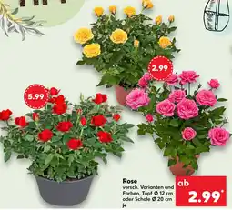 Kaufland Rose Angebot