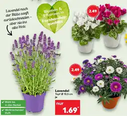 Kaufland Lavendel Angebot