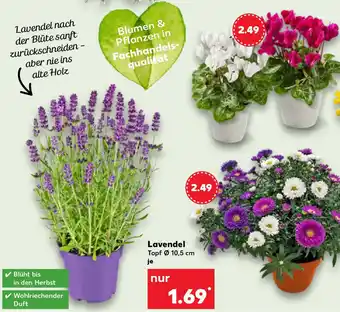 Kaufland Lavendel Angebot
