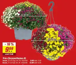 toom Baumarkt Trio-Chrysantheme-XL Angebot
