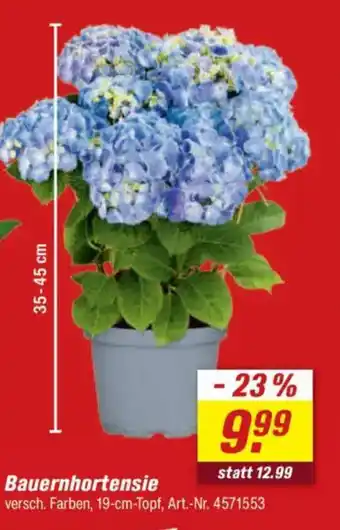 toom Baumarkt Bauernhortensie Angebot