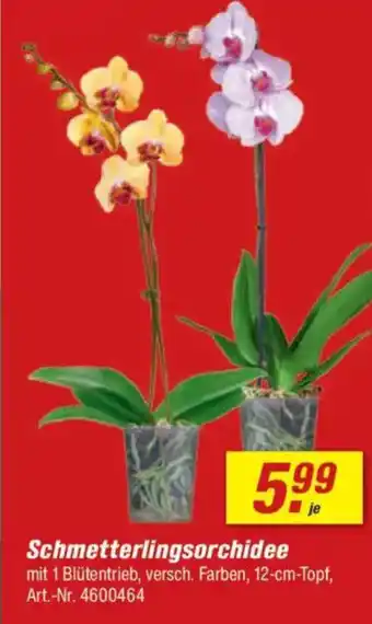 toom Baumarkt Schmetterlingsorchidee Angebot