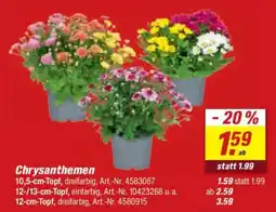 toom Baumarkt Chrysanthemen Angebot