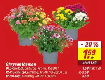 toom Baumarkt Chrysanthemen Angebot