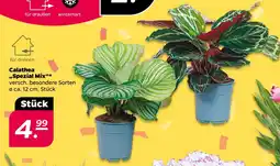 NETTO Calathea spezial mix Angebot