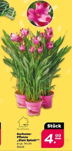NETTO Kurkuma-pflanze siam splash Angebot