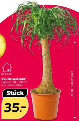 NETTO Xxl elefantenfuß Angebot