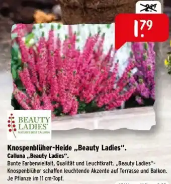 Raiffeisen Markt Knospenblüher-Heide,,Beauty Ladies" Calluna Angebot