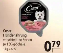 CITTI Markt Cesar Hundenahrung Angebot