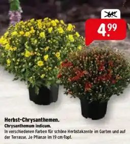 Raiffeisen Markt Herbst-Chrysanthemen. Chrysanthemum indicum. Angebot