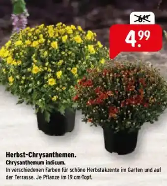 Raiffeisen Markt Herbst-Chrysanthemen. Chrysanthemum indicum. Angebot