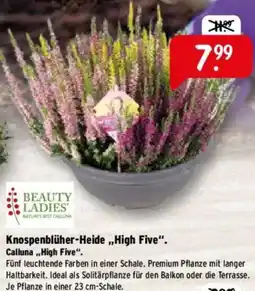 Raiffeisen Markt Knospenblüher-Heide,,High Five". Calluna Angebot