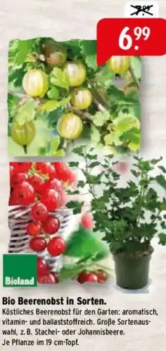 Raiffeisen Markt Bio Beerenobst in Sorten Angebot