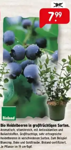 Raiffeisen Markt Bio Heidelbeeren in großfrüchtigen Sorten Angebot