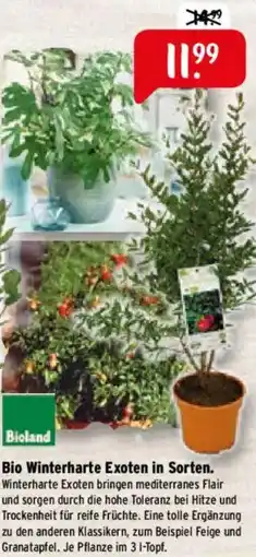 Raiffeisen Markt Bio Winterharte Exoten in Sorten Angebot