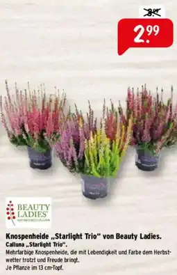 Raiffeisen Markt BEAUTY LADIES Knospenheide,,Starlight Trio" von Beauty Ladies. Calluna,,Starlight Trio". Angebot