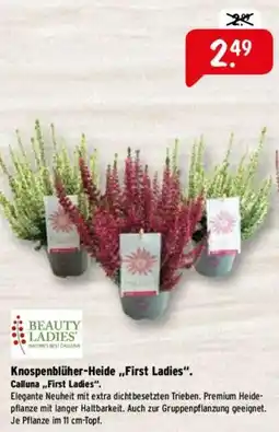 Raiffeisen Markt BEAUTY LADIES Knospenblüher-Heide,,First Ladies". Calluna,,First Ladies" Angebot