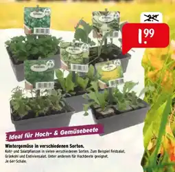 Raiffeisen Markt Wintergemüse in verschiedenen Sorten. Angebot