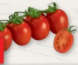 Handelshof Strauchtomaten Roma Angebot