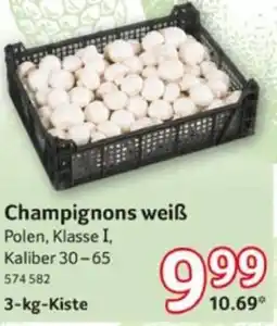Selgros Champignons weiß Angebot