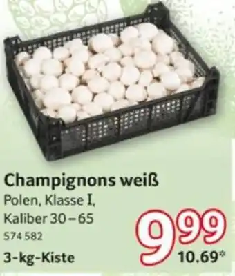 Selgros Champignons weiß Angebot