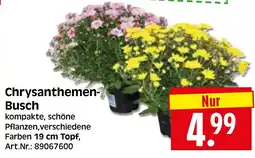 Herkules Baumarkt Chrysanthemen- Busch Angebot