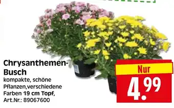 Herkules Baumarkt Chrysanthemen- Busch Angebot