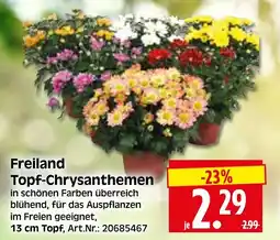Herkules Baumarkt Freiland Topf-Chrysanthemen Angebot