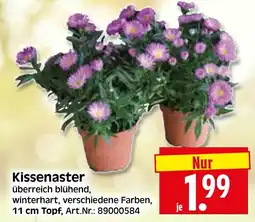 Herkules Baumarkt Kissenaster Angebot