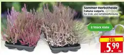 Herkules Baumarkt Sommer-Herbstheide Angebot