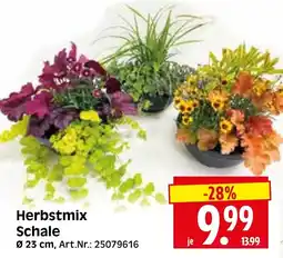 Herkules Baumarkt Herbstmix Schale Angebot