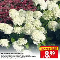 Herkules Baumarkt Rispen-Hortensie Limelight Angebot