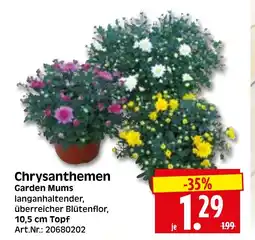 Herkules Baumarkt Chrysanthemen Angebot
